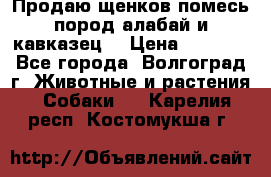 Продаю щенков помесь пород алабай и кавказец. › Цена ­ 1 500 - Все города, Волгоград г. Животные и растения » Собаки   . Карелия респ.,Костомукша г.